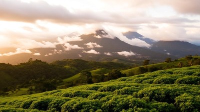 Volcanoes National Park, Rwanda